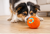 Smart Dog Toy Ball